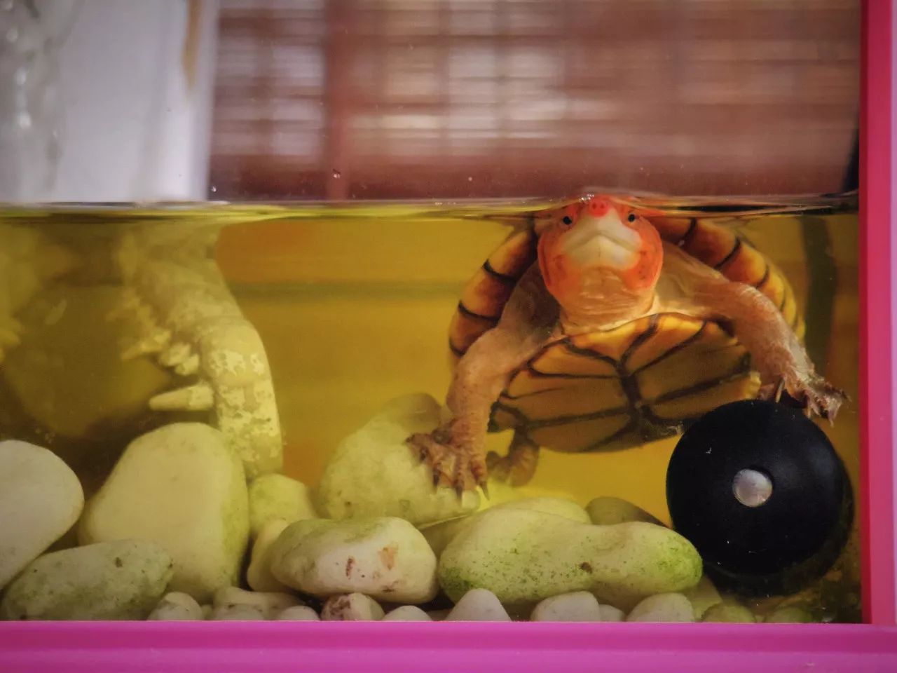 特别的萌给特别的你