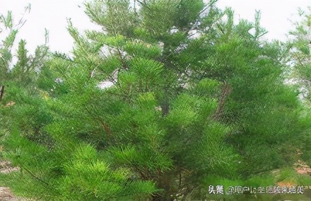 合肥美丽的地方有哪些,合肥是个好地方吗