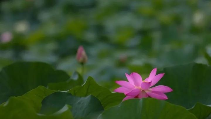 出淤泥而不染濯清涟而不妖行书,出淤泥而不染濯清涟而不妖意思