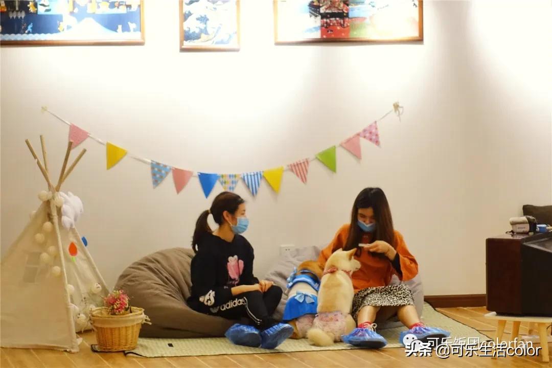 撸柴犬店广州,撸柴宠物乐园