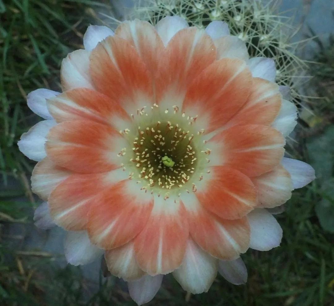 100种仙人球花图片,100种仙人球的品种视频