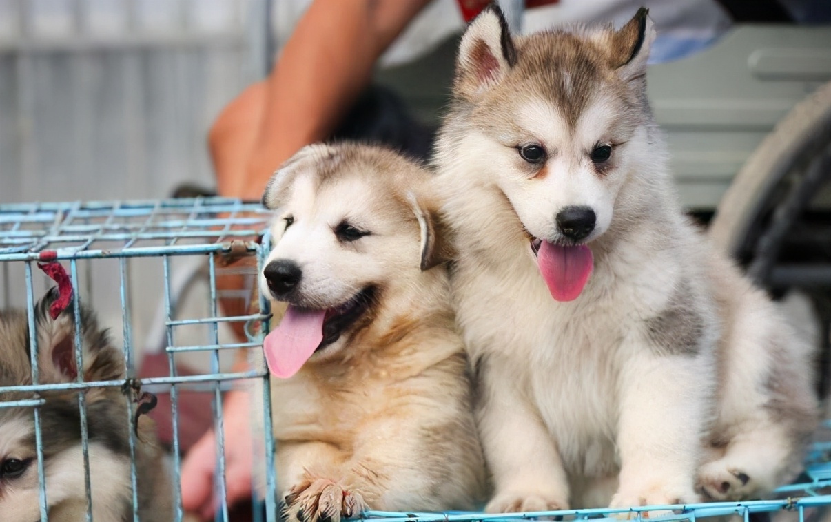 如何挑选一只品相好的罗威纳幼犬,黑色拉布拉多2个月幼犬如何挑选