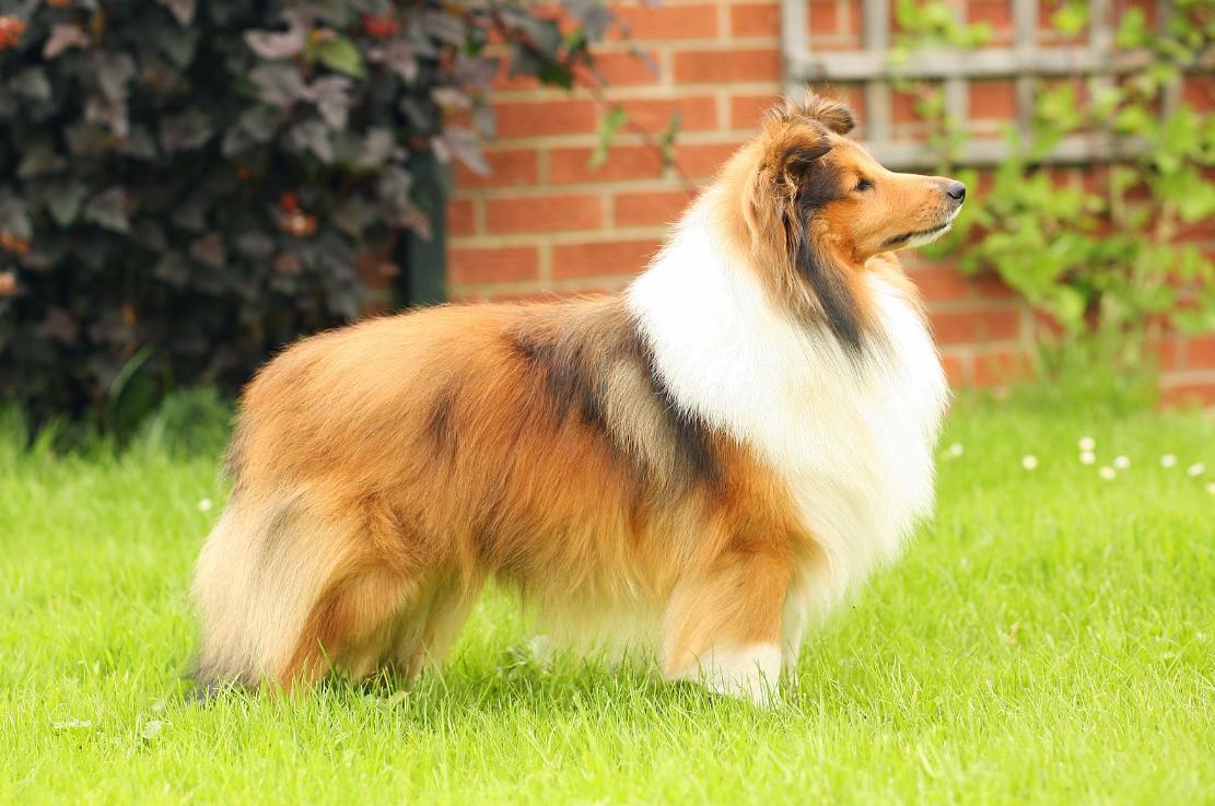 最聪明的十大狗狗品种介绍,史上最全的狗狗品种记得收藏