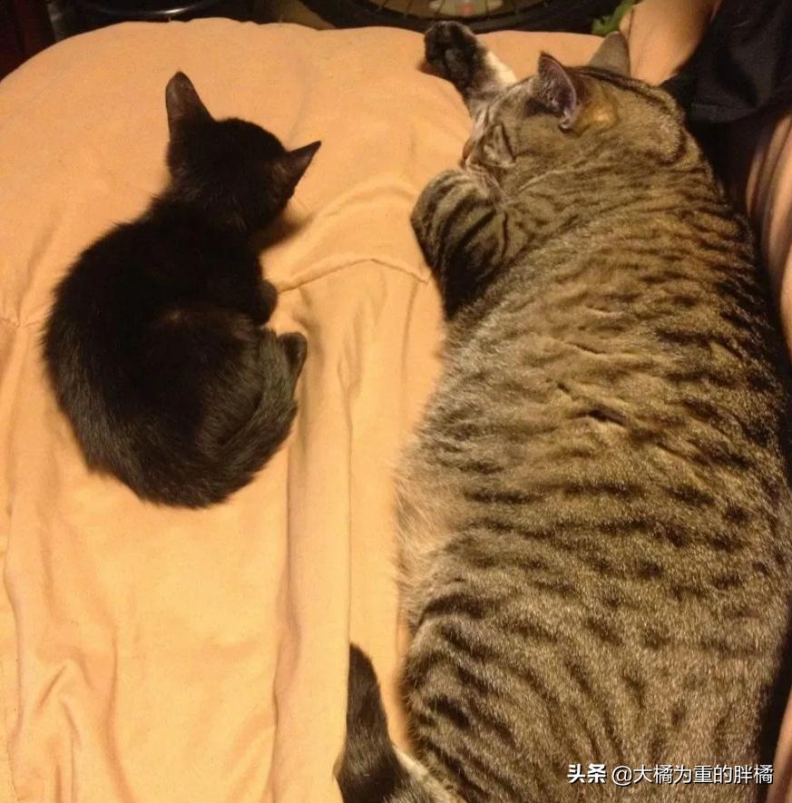 猫咪丢失5天后被流浪猫送回家,黑猫被大叔带回来