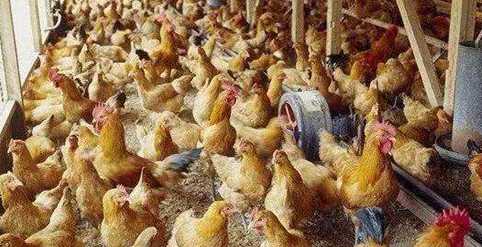 在柬埔寨种菜靠谱吗,柬埔寨养鸡