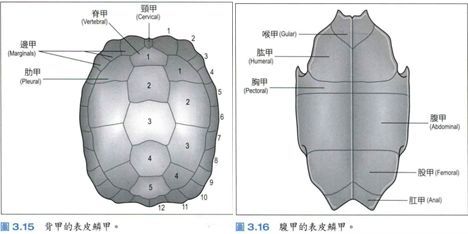龟外伤修复,乌龟烂甲恢复初期