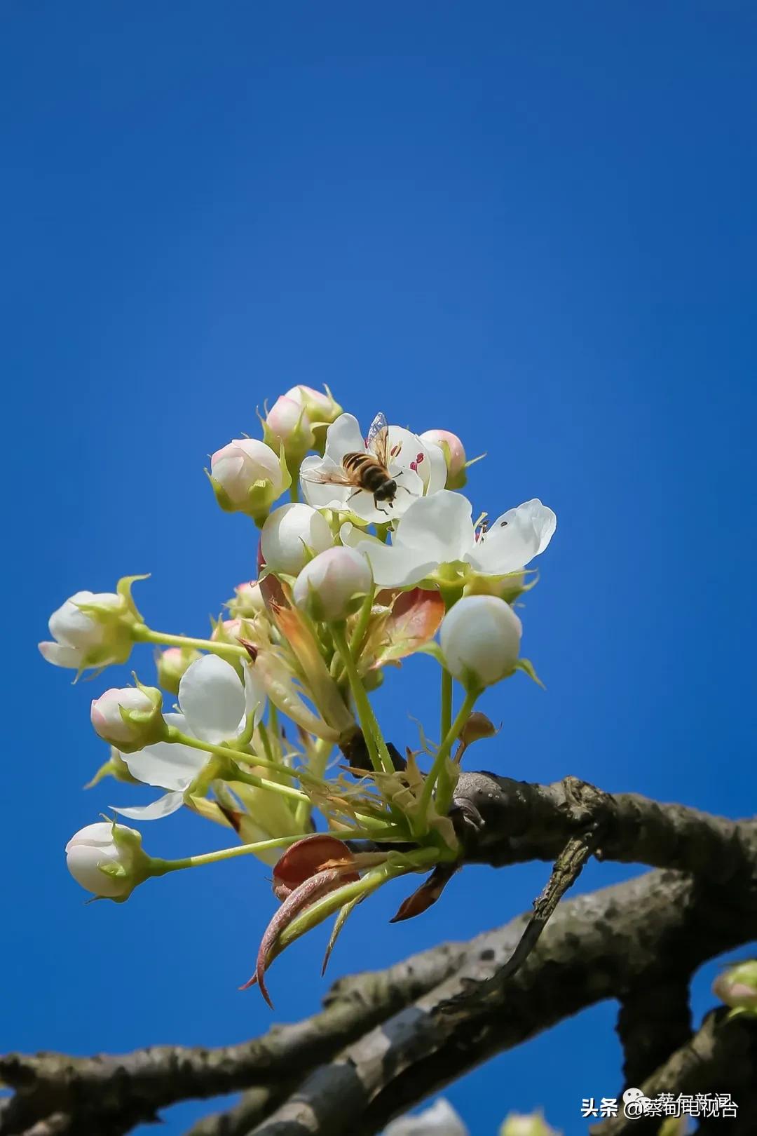 桃之夭夭！来武汉蔡甸世外桃源，许你万株桃花