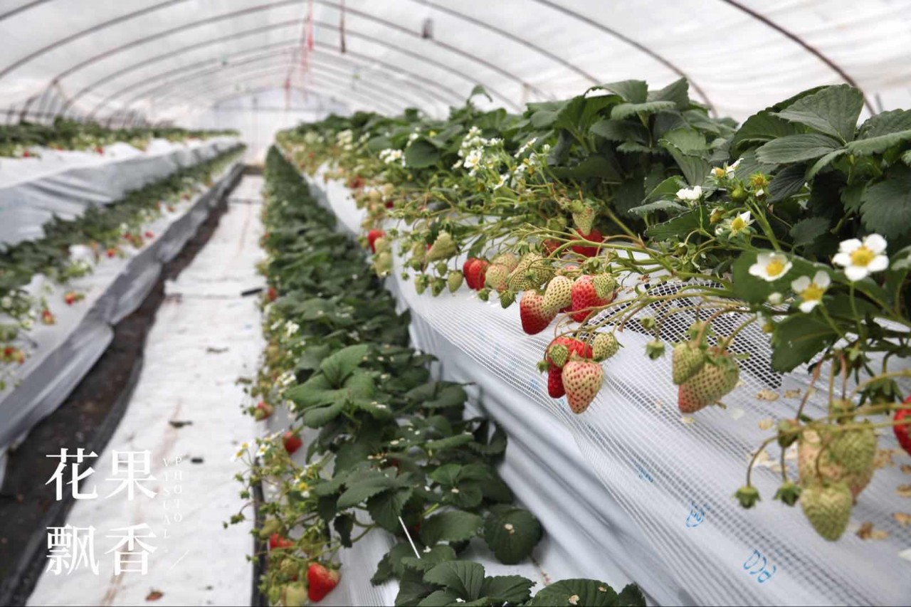 博士种草莓,自家种草莓什么体验