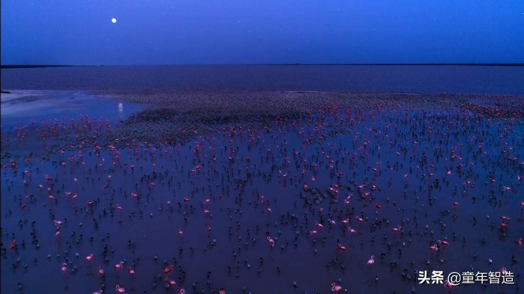 夜半*拍偷**下,成就今年第一部神级纪录片:黑暗下的生命,超乎想象