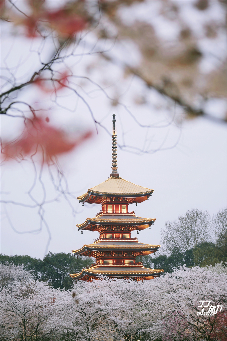 武汉东湖樱花园是世界几大樱花园,世界三大樱花园