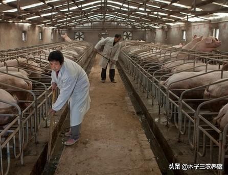 猪伪狂犬病的症状及仔猪治疗方法,仔猪打伪狂犬疫苗为什么会死亡