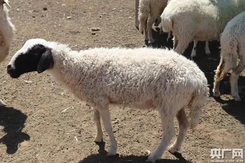 中国特有的一个羊品种,中国特色羊有哪些