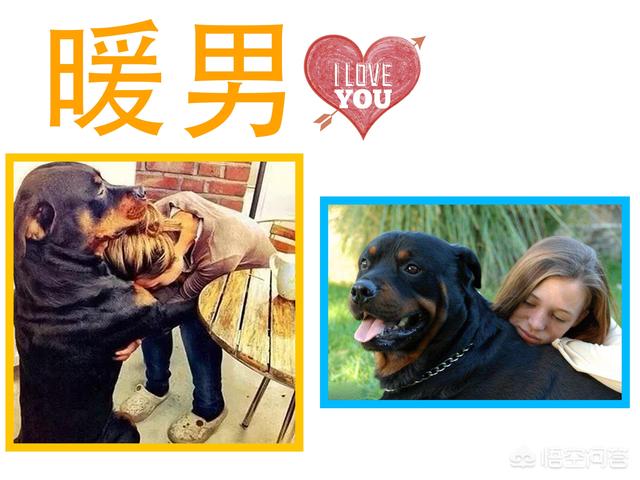 如何看出罗威纳犬是不是纯种 (罗威纳长嘴立耳是纯种的犬吗)