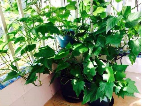 绿萝怎么养才能更旺盛不会有黄叶,绿萝叶子没有光泽变黄怎么办