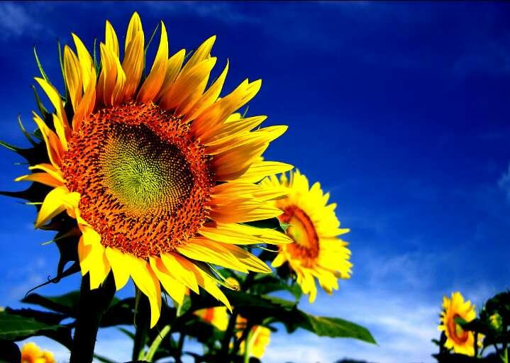 你知道为什么向日葵总朝着太阳吗,为什么向日葵都是向着太阳的