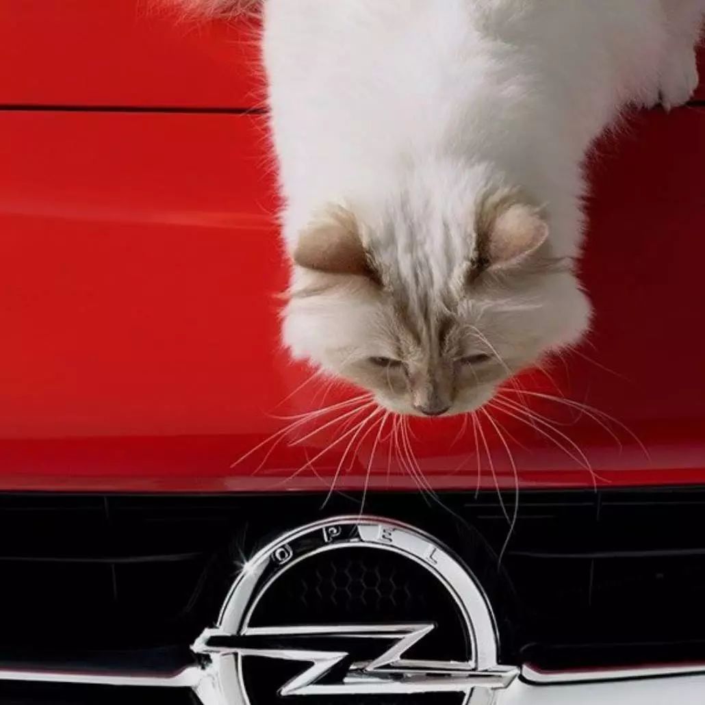 21亿遗产的猫现在怎么样了,失踪多年的猫终于回来了