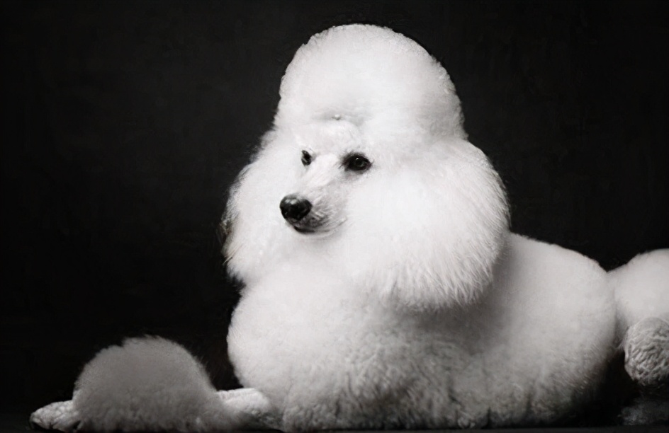 泰迪和贵宾犬有什么区别,贵宾犬和泰迪有什么区别