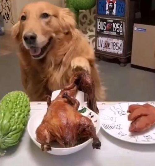 让金毛长得好的狗粮,怎么让金毛喂食不咬人