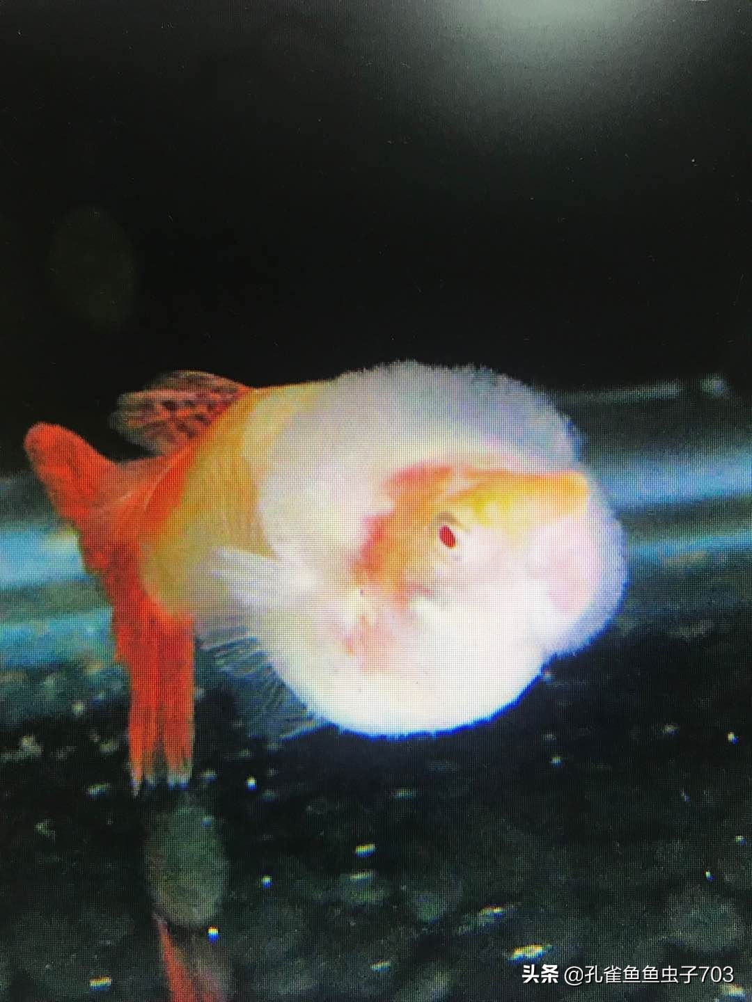 孔雀鱼会传染什么疾病,孔雀鱼常见疾病与原因