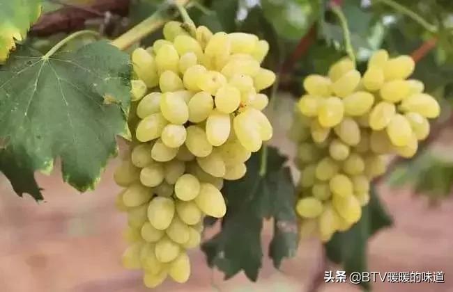 葡萄怎么挑选才不酸,葡萄怎么选好