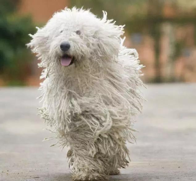 推荐各种狗狗的类型,10种有型罕见的狗狗