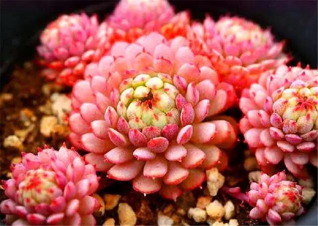 多肉中的“萌宠小萝莉”，养护注意这3点，娇俏可爱，颜色粉嫩