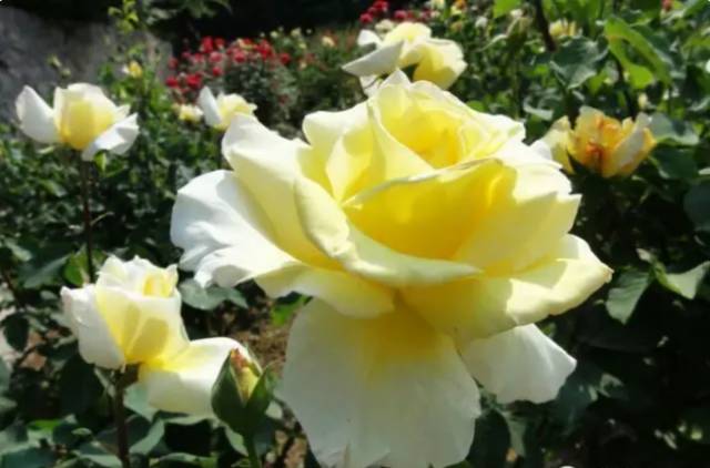 中国十大名花你认识几种呢,中国十大名花你喜欢哪种呢