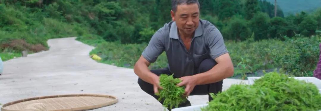 在“荆南雄镇”咸丰,这款“神仙茶”正借电商飞入全国百姓家