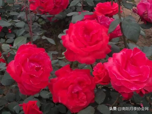 南阳月季欣赏的地方,南阳大月季
