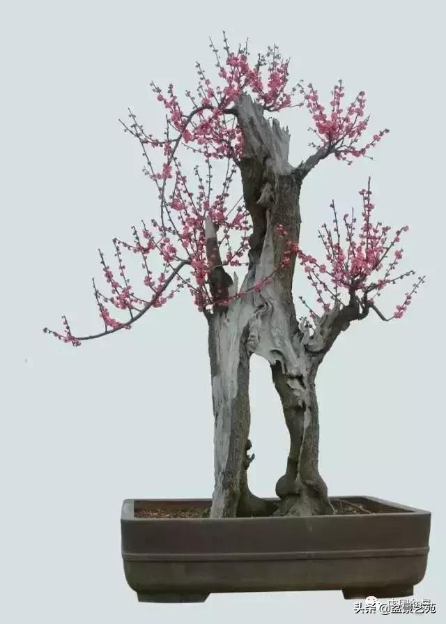 赏梅花十首最好的诗,最经典的梅花十绝