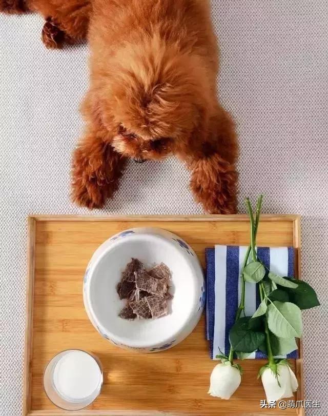 带宠物住宿酒店,带宠旅行酒店