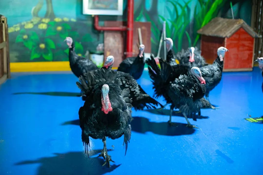 海洋剧场秀、丛林萌宠乐园、风车向阳花，昆明热闹新春，属于它