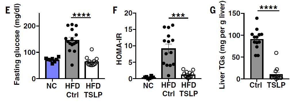 缁嗚優鍥犲瓙鍑忚偉,缁嗚優鍥犲瓙鑳藉噺鑲ュ悧