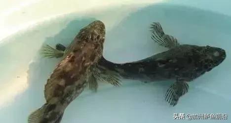 蓝瓜子石斑鱼正常有什么病害,海水养殖石斑鱼常见病害