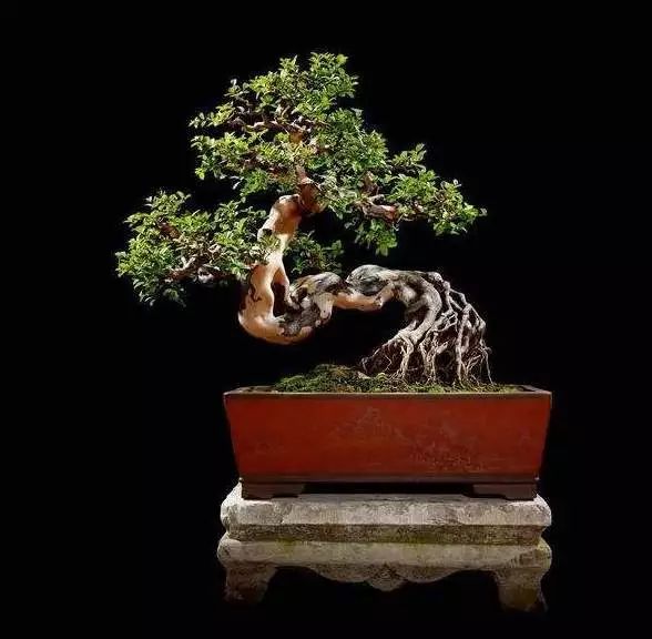 雀梅的习性,雀梅怎样认识