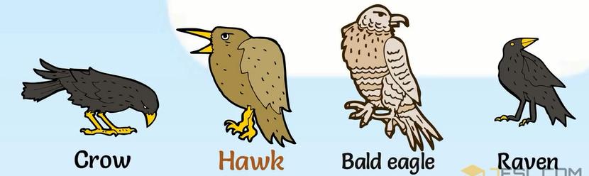 关于动物的英语短单词,初中英文的动物词汇