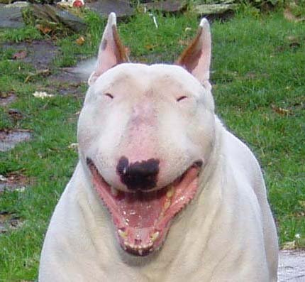 头特别圆的狗,牛头梗犬一个月的成长