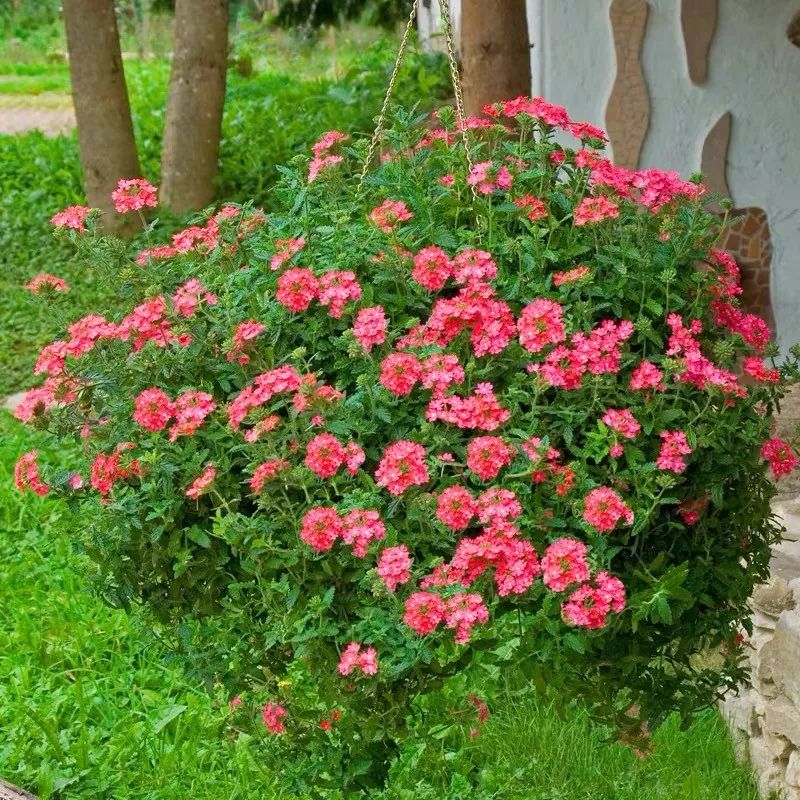 懒人室内养花就养4款开花机器,懒人专属开花机器花儿天天开爆盆