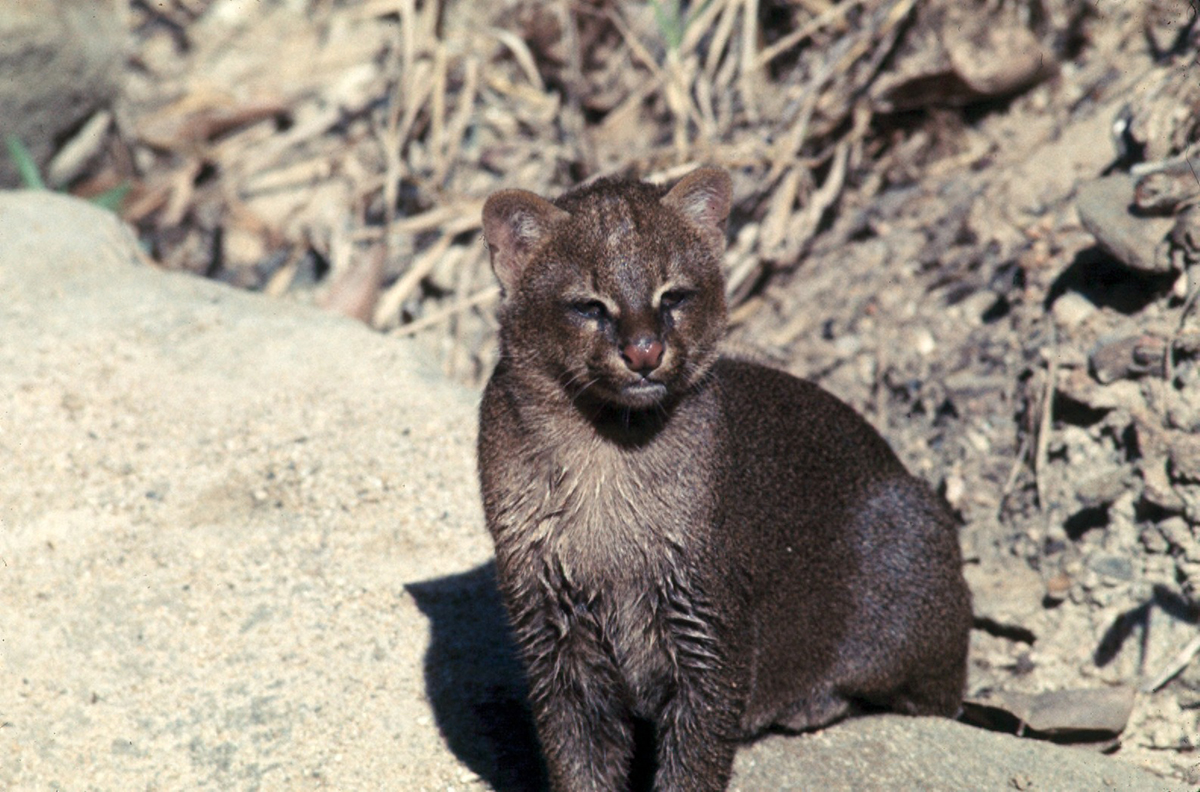美洲豹和豹猫的相同之处,美洲豹和花豹的区别讨论