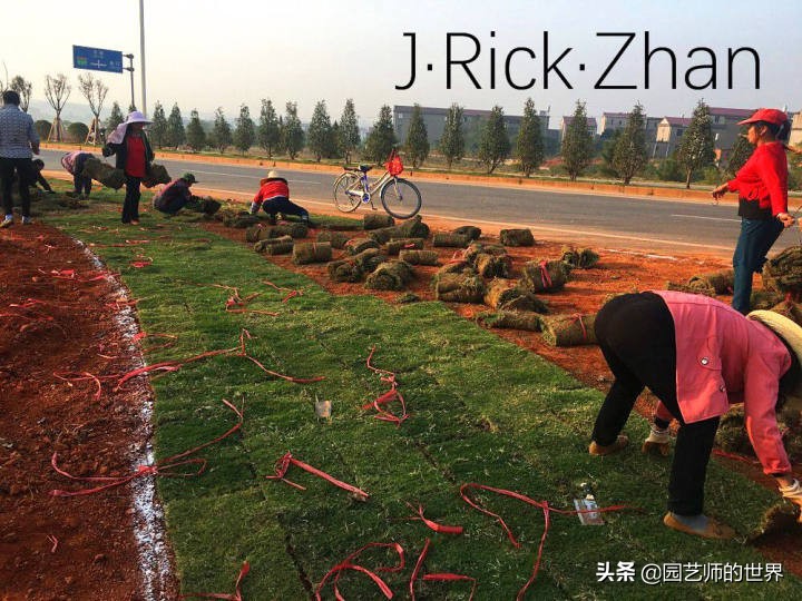 果岭草坪的种植养护方法及技巧,怎么种植一个可以躺的草坪