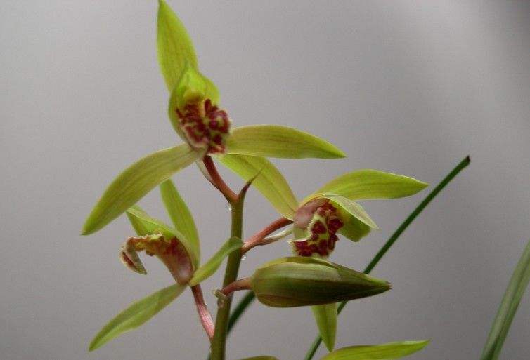 蕙兰开花苞后怎么养护,蕙兰长出花苞