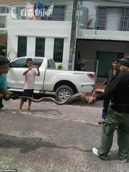 男子厕所被眼镜蛇咬了一口后续,男子被巨蟒缠身撕咬蛇脖自救