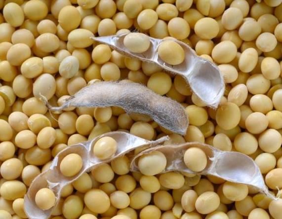 中国粮食不够吗为什么要转基因,中国粮食不够吗