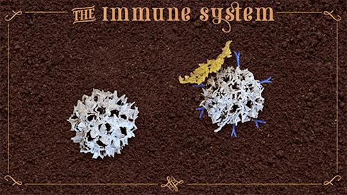 nk细胞消灭癌细胞实录,nk细胞杀神经元