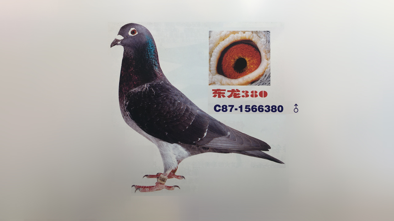 幼鸽游棚,幼鸽开家游棚