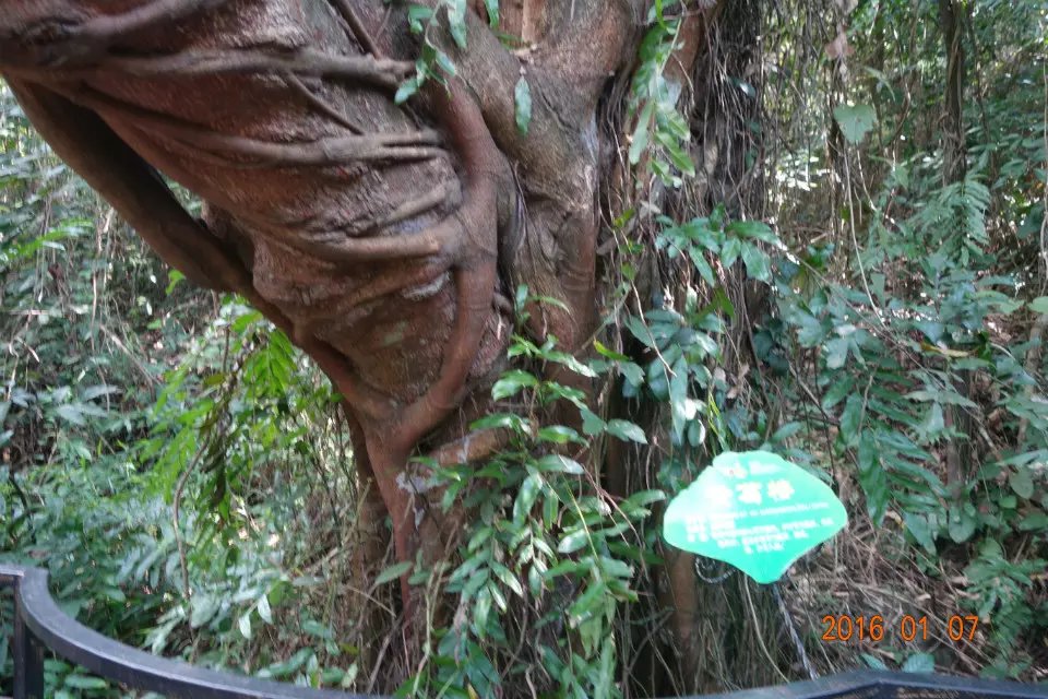 海南呀诺达热带雨林,呀诺达热带雨林景区