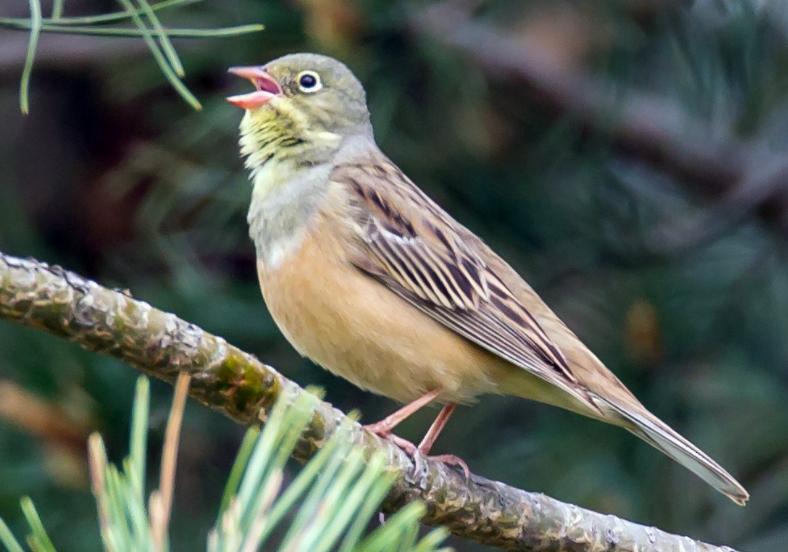 强迫进食,“填鸭式”育肥,用酒溺死后再烤,法国大餐的残忍吃法