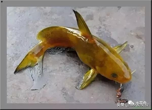 鱼体表粘液增多是怎么回事,鱼粘液起什么作用