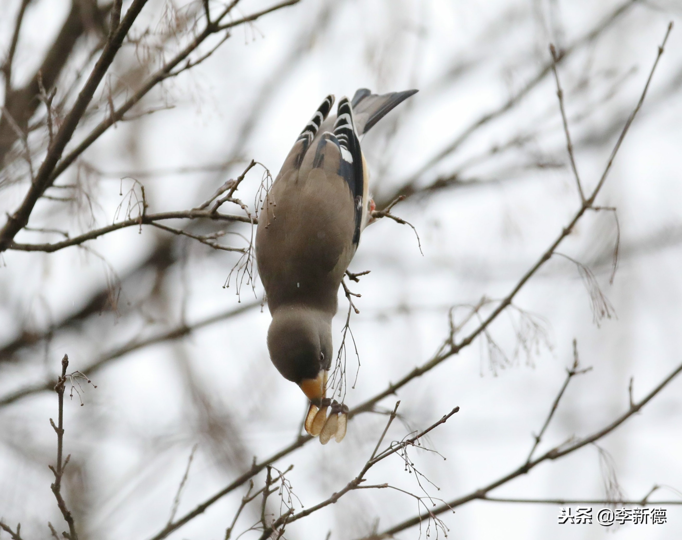 合肥望江西路蜀峰湾,合肥蜀峰湾有什么鸟