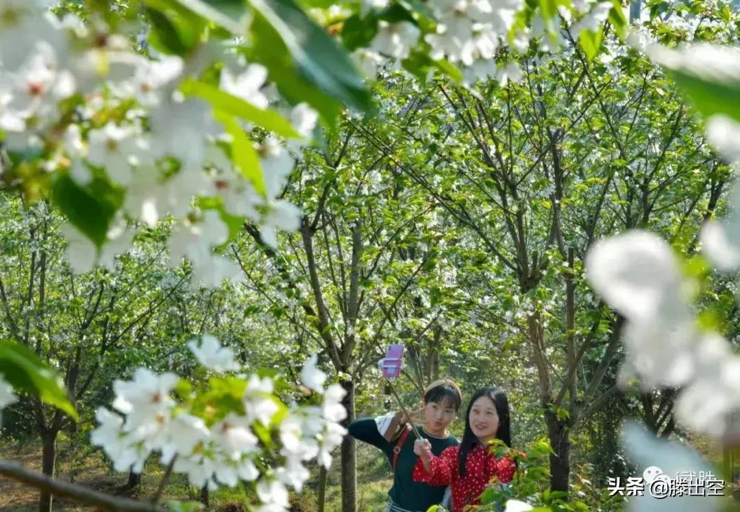 带你来樱花园看浪漫樱花,最美校园春天必打卡的樱花胜地